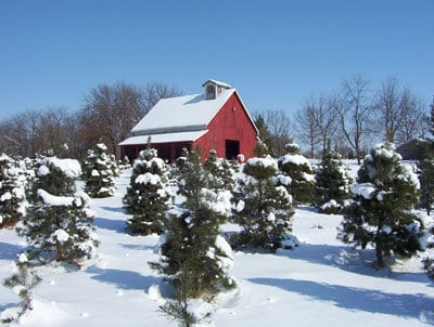 Christmas Ranch Tree Farm in Excelsior Springs, MO