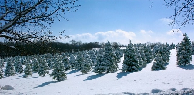 Strawberry Hill Christmas Tree Farm in Lawrence, KS