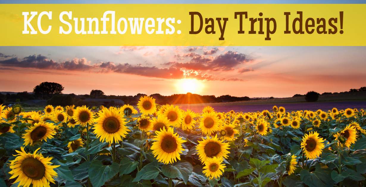 Kansas City Sunflower Fields & Farms in Bloom to Visit (Open Aug to Sept)