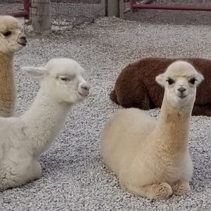 Visit Yaya's Alpaca Farm to learn about animals in Kansas City