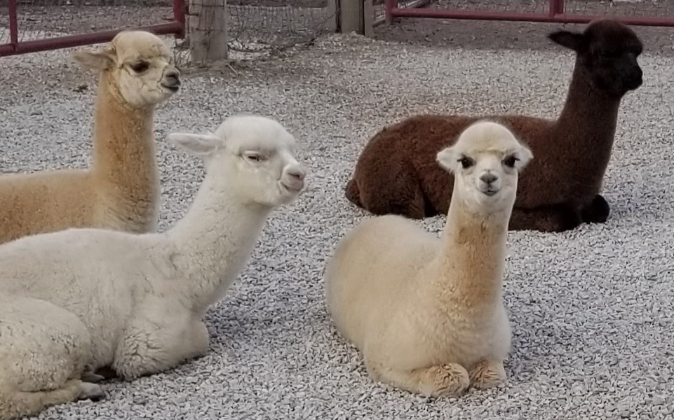 Visit Yaya's Alpaca Farm to learn about animals in Kansas City