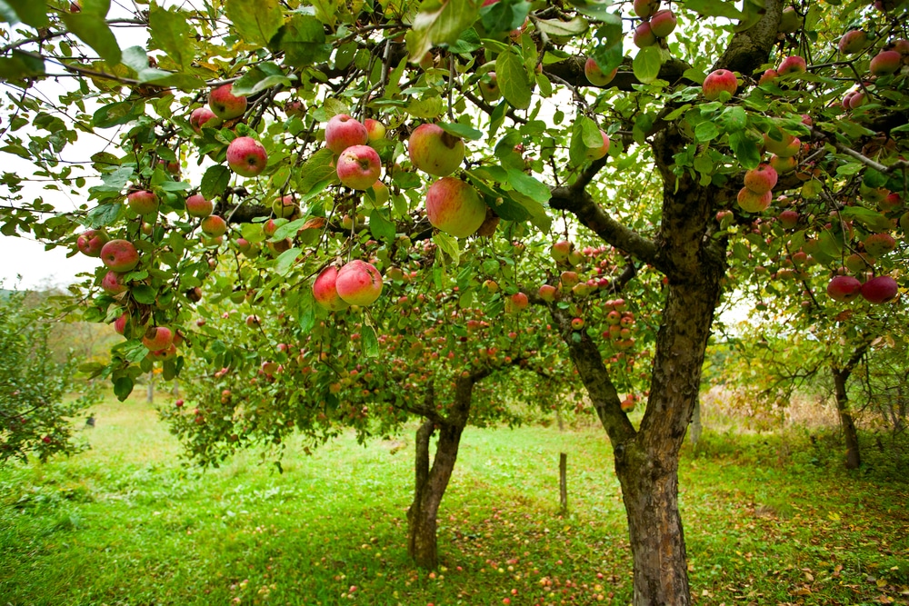 apple orchard guide for kc kids and families