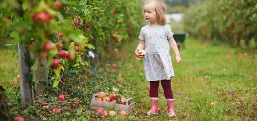 apple orchard guide