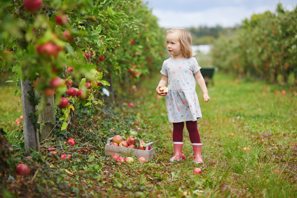 apple orchard guide