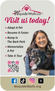 wayside-waifs-MAR2026