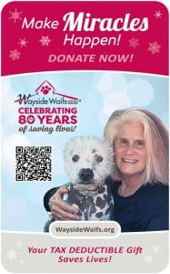 wayside-waifs-donate-DEC2024