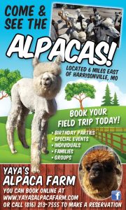 yaya-alpaca-AUG2026