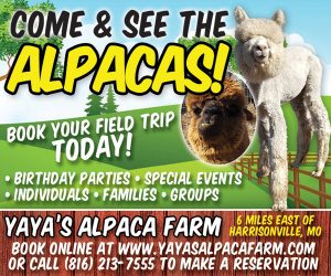 Yaya’s Alpaca Farm