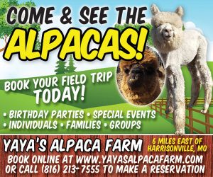 yaya-alpaca-NOV2025