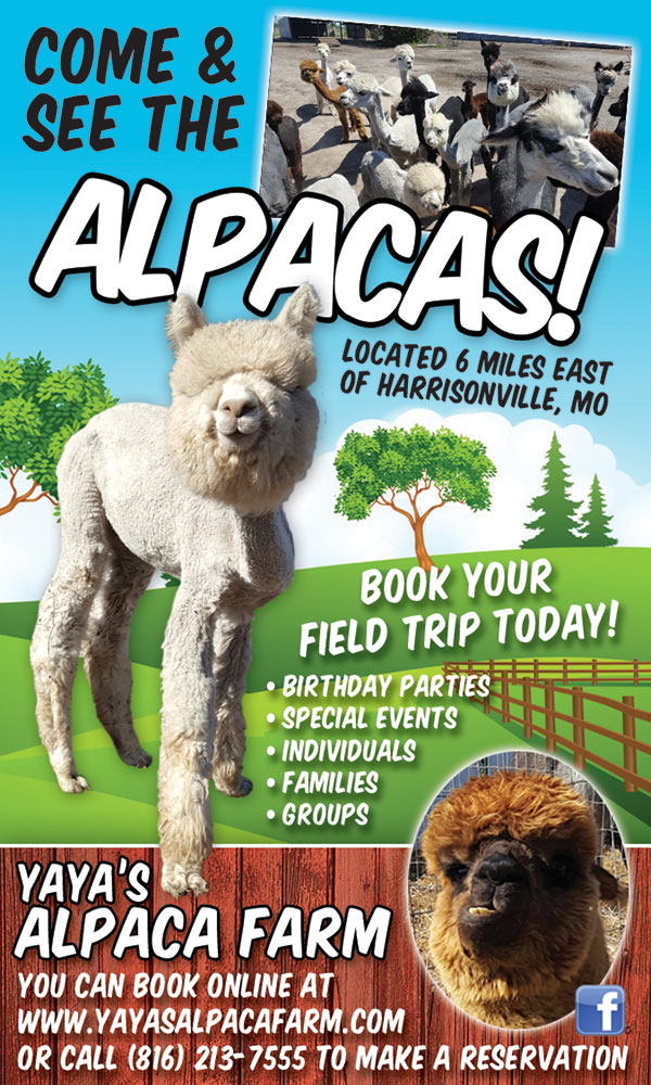 yaya-alpaca-SEP26