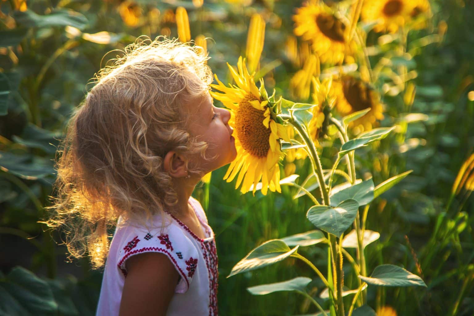 Your Guide to Best Kansas City Sunflower Fields & Farms in Bloom to ...