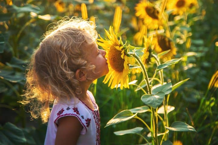 Sunflowers Fields near KC