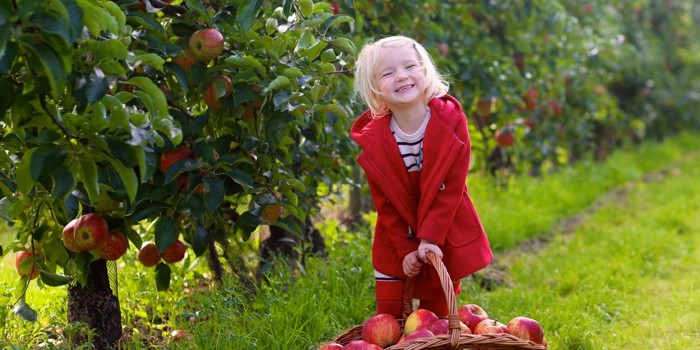 Apple Orchard Guide