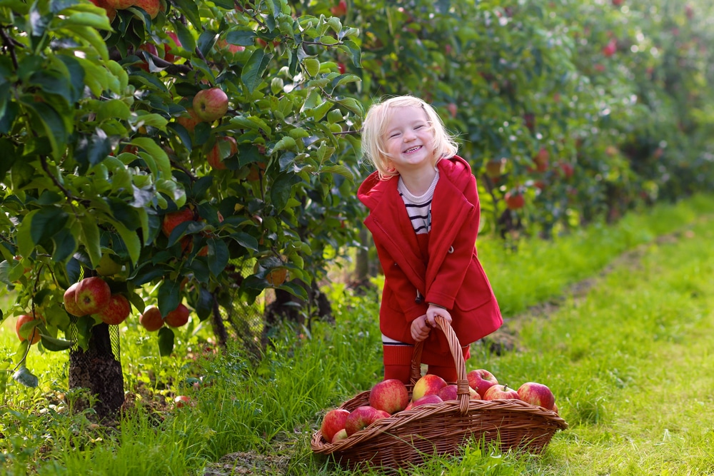 Apple Orchard Guide